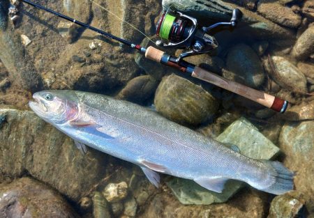 久しぶりの３０匹超え ～天竜川ルアーフライ専用区～